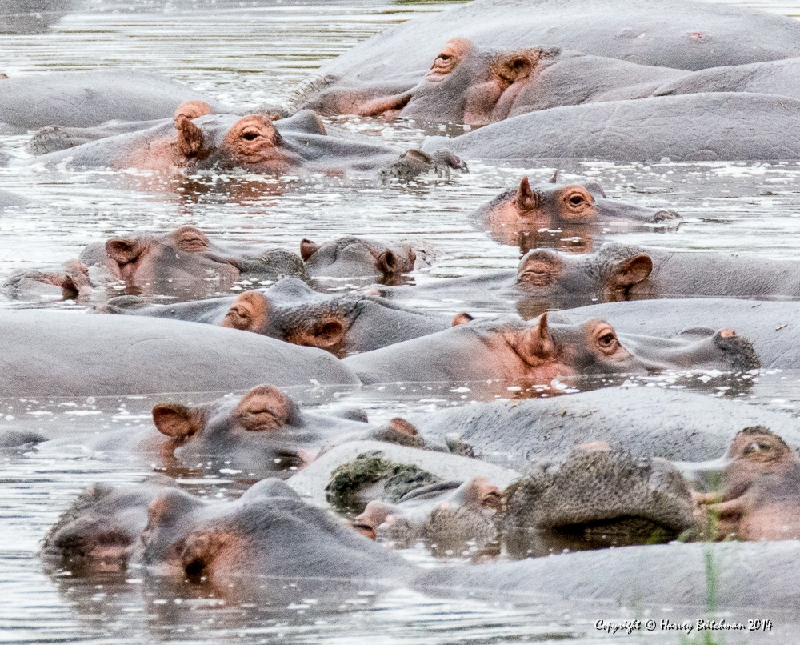 At the Hippo pool_HBB5596.jpg